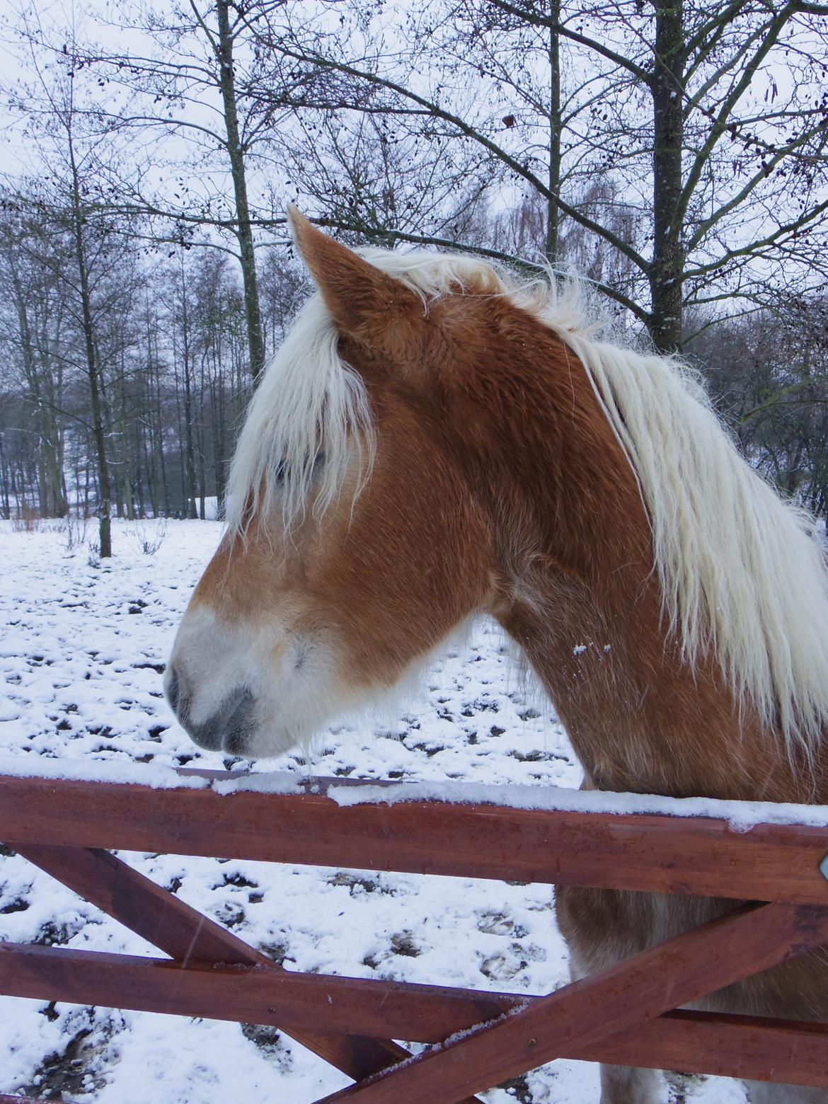 Tyroler Haflinger Alwina Stenbek billede 7