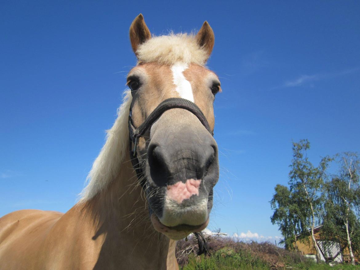 Haflinger Nord Bendorf billede 1