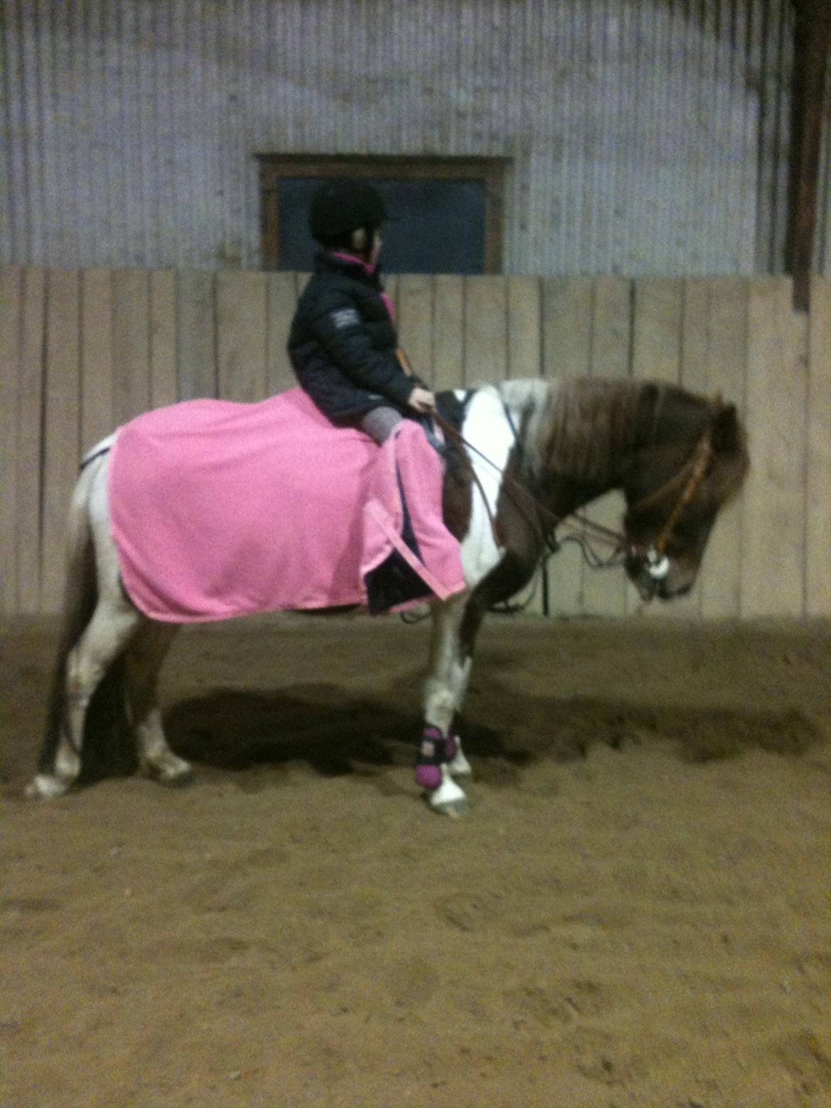 Anden særlig race Perle billede 2