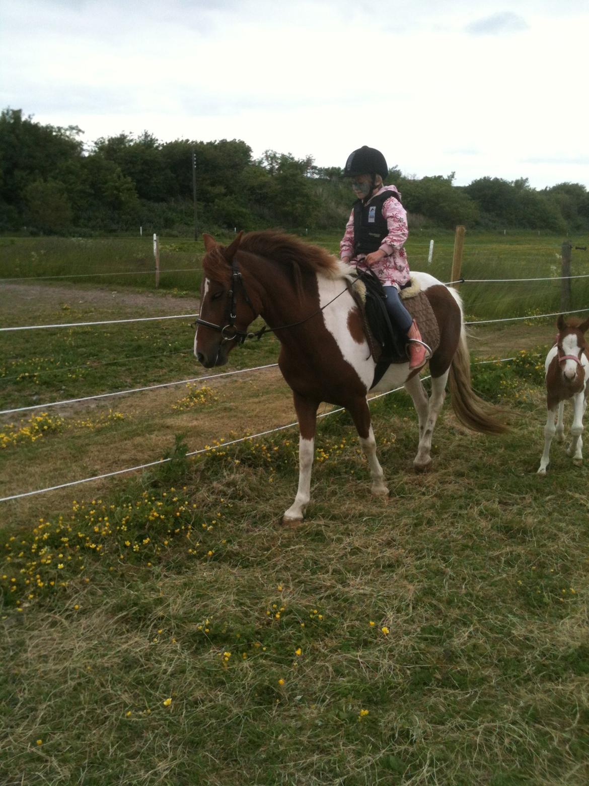 Anden særlig race Perle billede 3