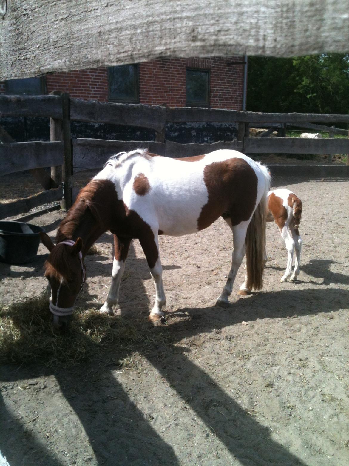 Anden særlig race Perle billede 4