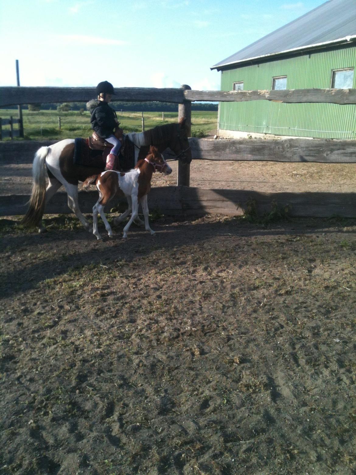 Anden særlig race Perle billede 5