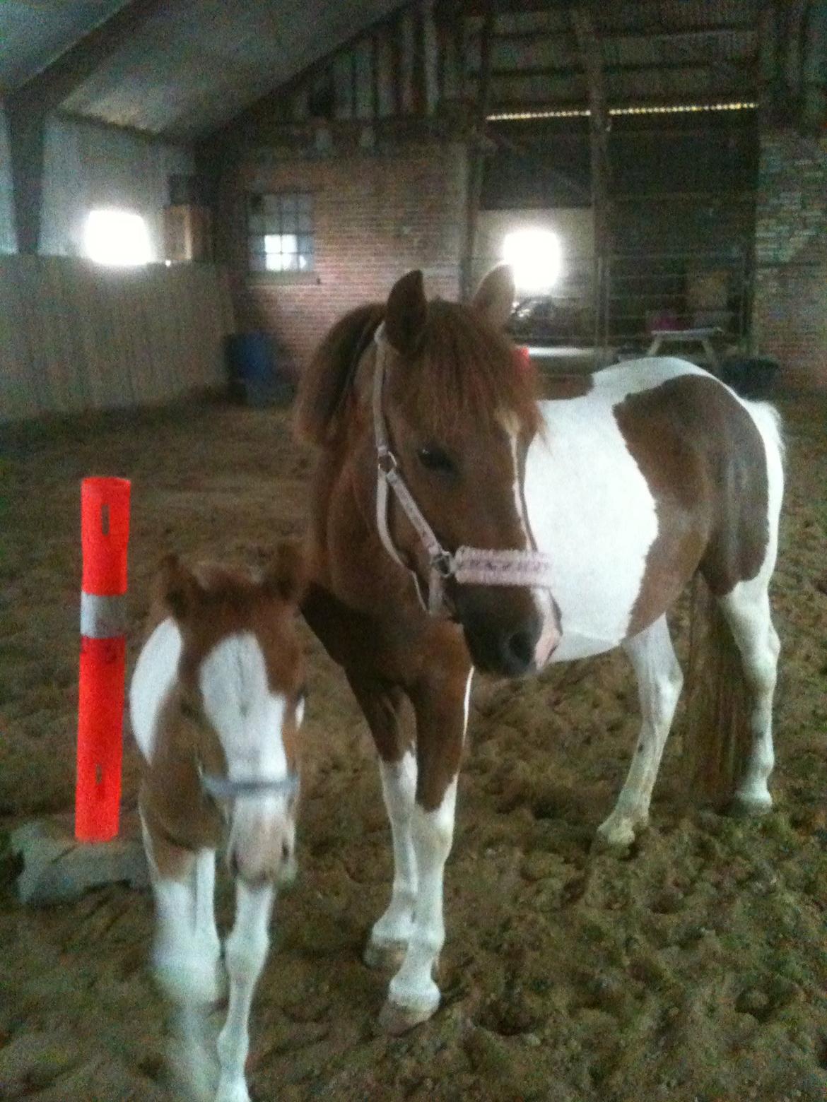 Anden særlig race Perle billede 6