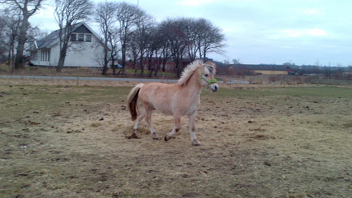Fjordhest Ponker Præsten billede 14