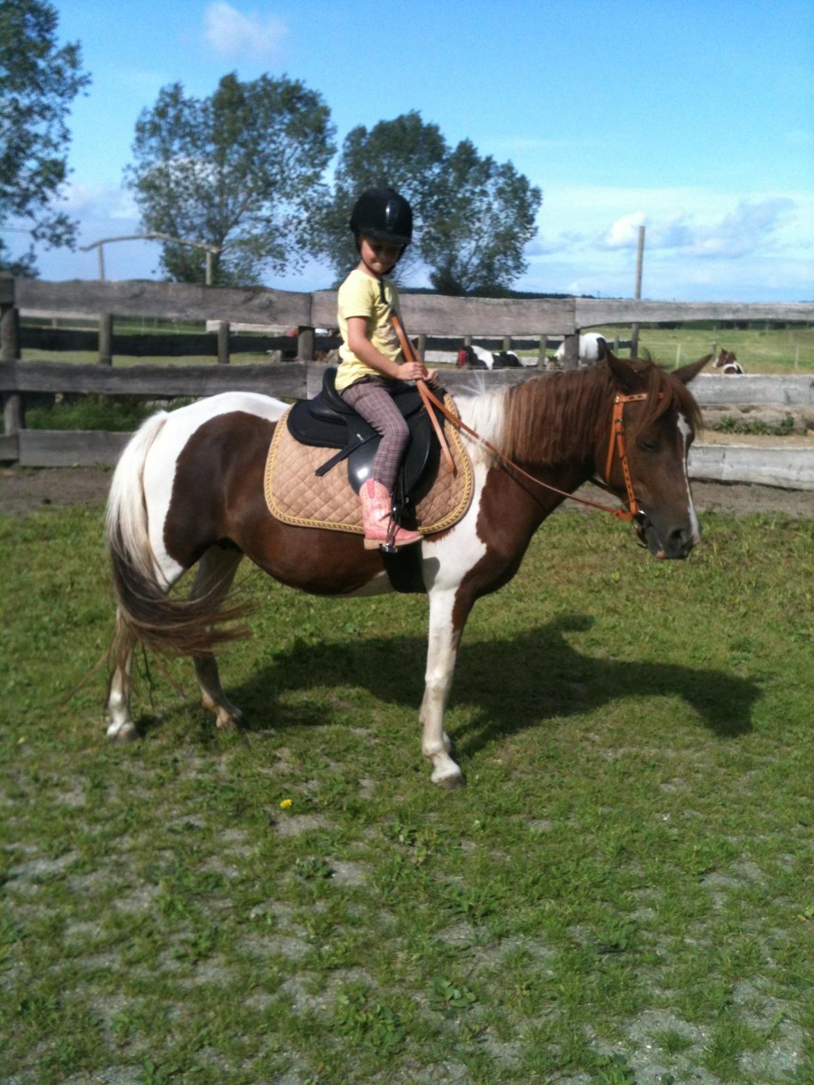 Anden særlig race Perle billede 7