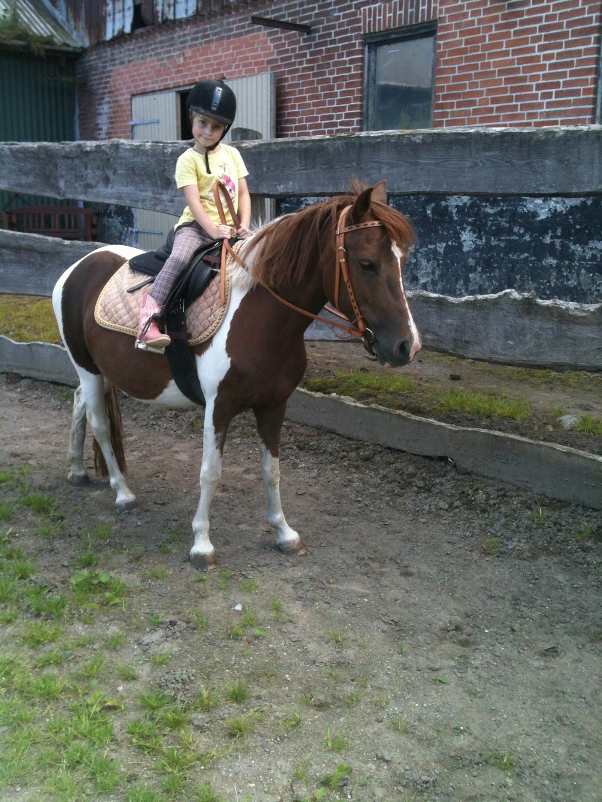 Anden særlig race Perle billede 8