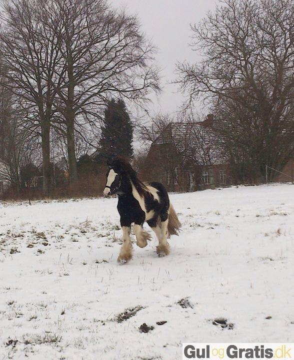 Irish Cob shadow billede 1