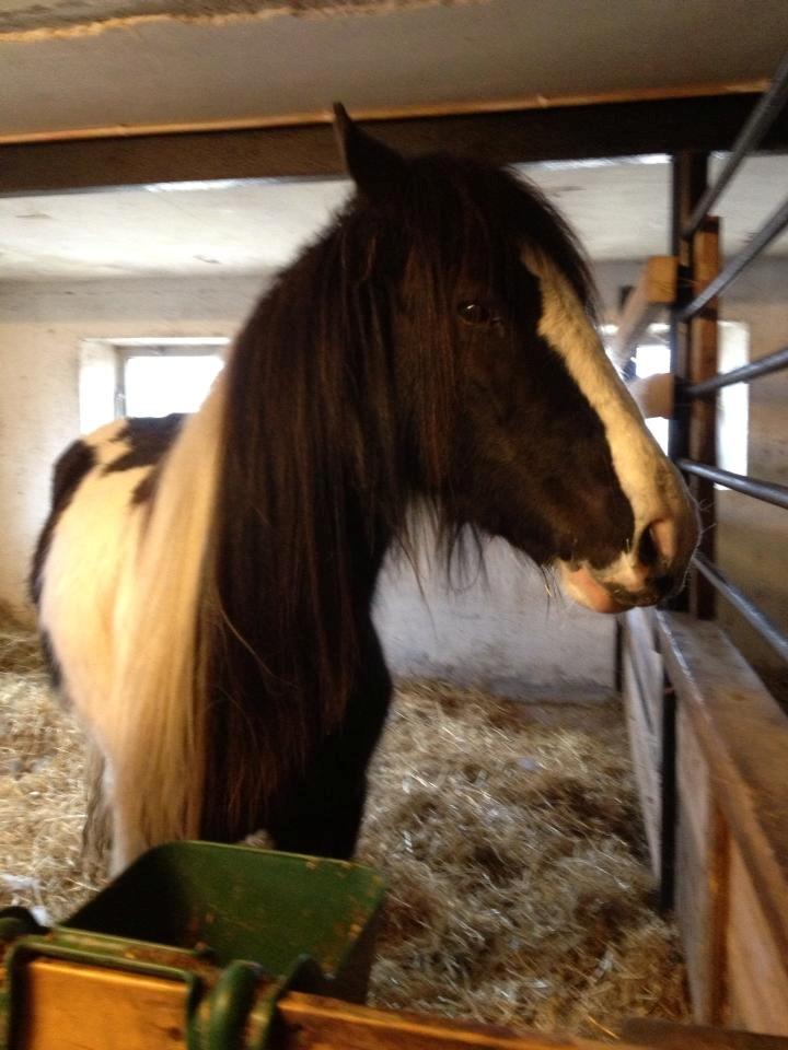 Irish Cob shadow billede 3