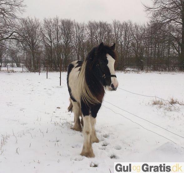 Irish Cob shadow billede 4