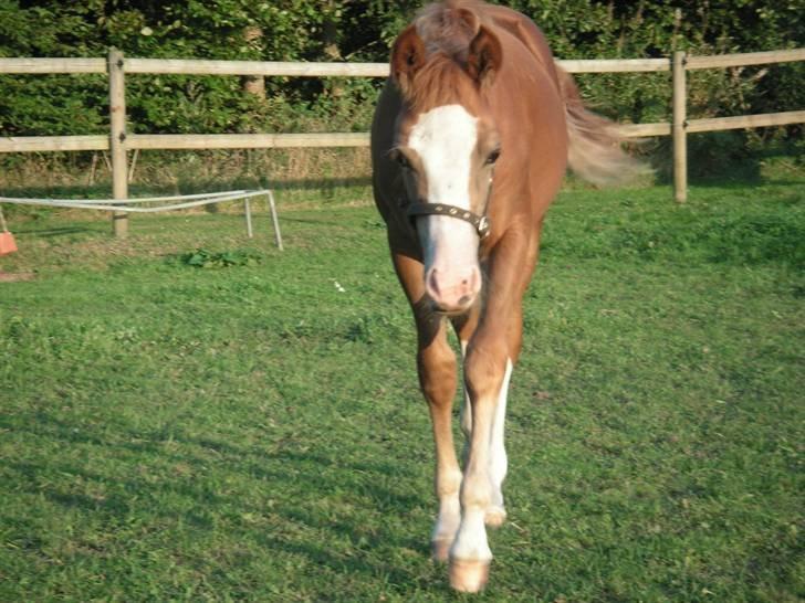 Anden særlig race Tabascho - Tabascho inden fravænning 2006 billede 11