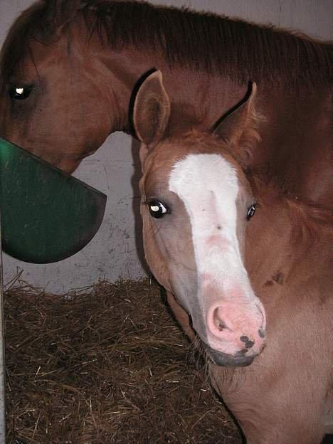 Anden særlig race Tabascho - Tabascho 2006 billede 12