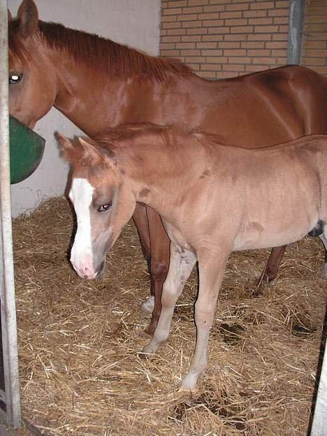 Anden særlig race Tabascho - Tabascho 2006 billede 13