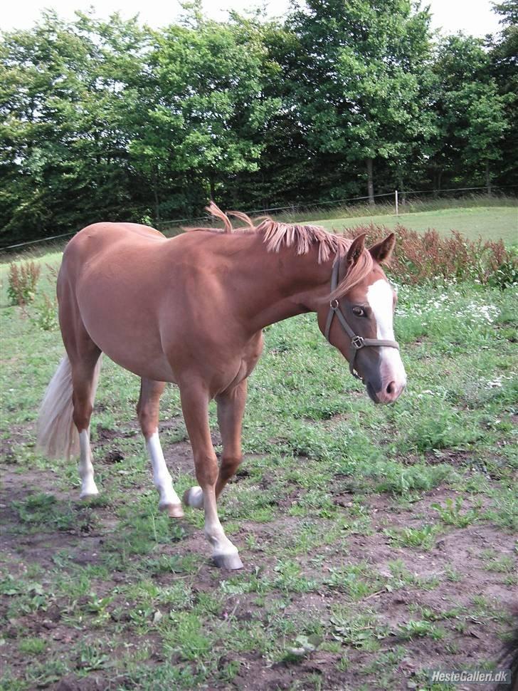 Anden særlig race Tabascho - Tabascho som 2-års den dag jeg fik ham hjem igen efter at han var blevet solgt som føl billede 9
