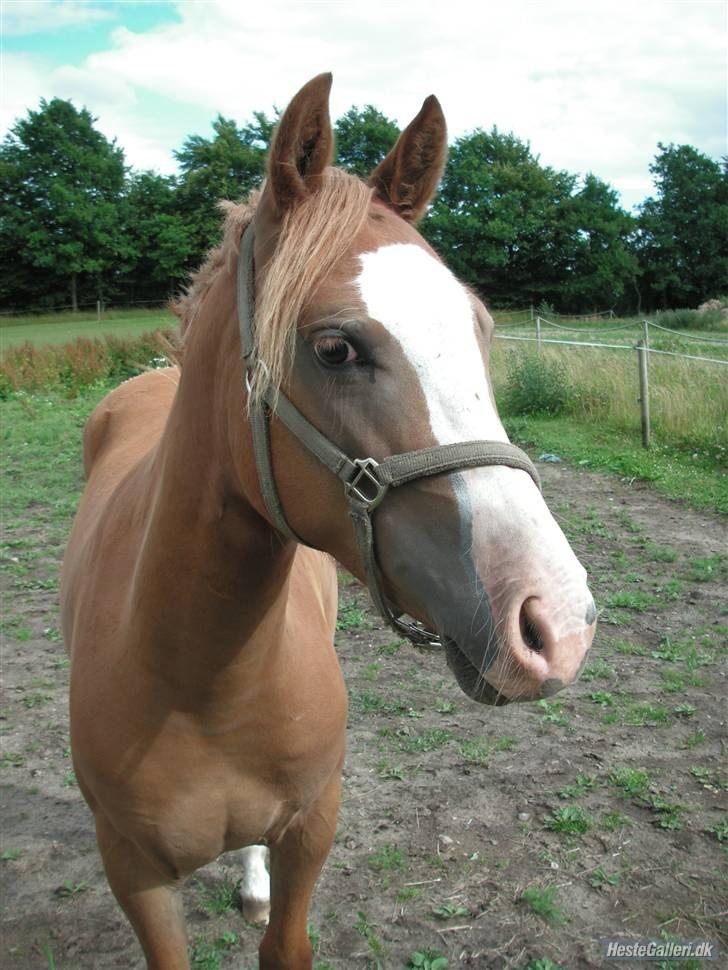 Anden særlig race Tabascho - Tabascho som 2-års billede 10