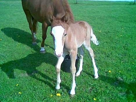 Anden særlig race Tabascho - Tabascho 2006 billede 16