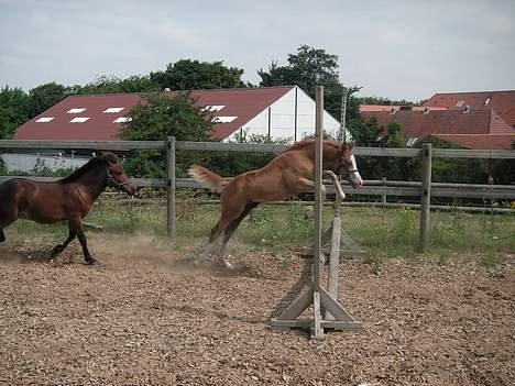 Anden særlig race Tabascho - Tabascho og Nemo, 2006 billede 14