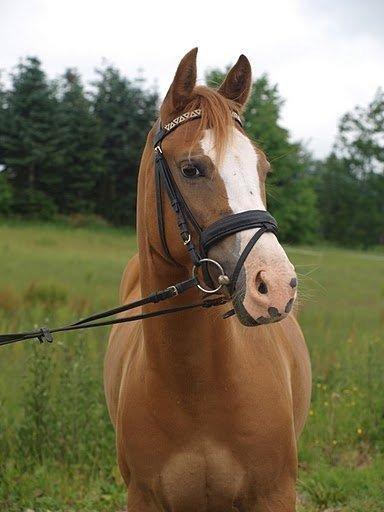 Anden særlig race Tabascho - Tabascho 2010 billede 8