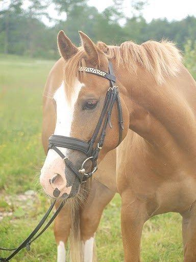 Anden særlig race Tabascho - Tabascho 2010 billede 3