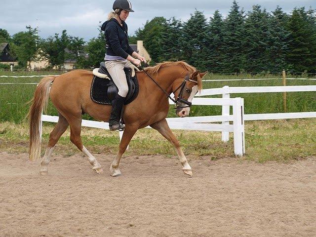 Anden særlig race Tabascho - Tabascho 2010 billede 4