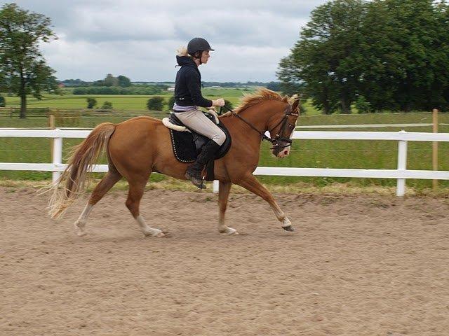 Anden særlig race Tabascho - Tabascho 2010 billede 5