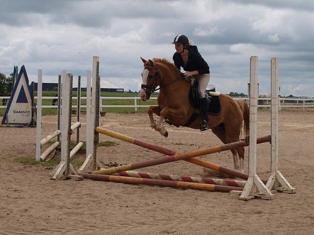 Anden særlig race Tabascho - Tabascho 2010 billede 6