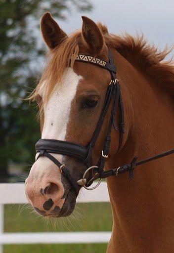 Anden særlig race Tabascho - Tabascho 2010 billede 1