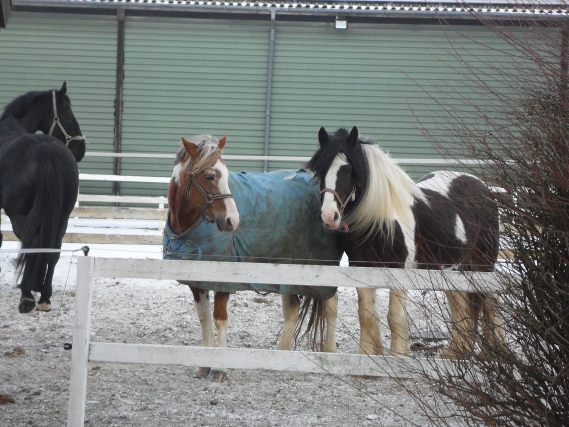 Pinto † Pucahontas † billede 4