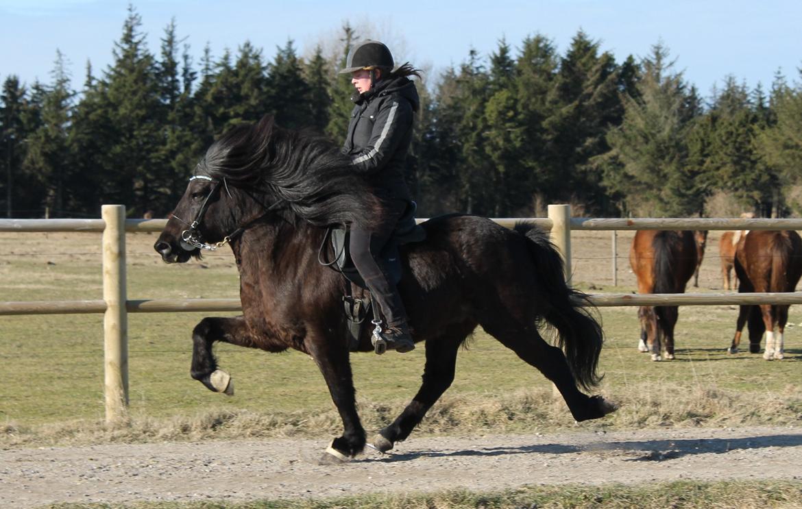 Islænder Kórall fra Dalsmynni billede 14