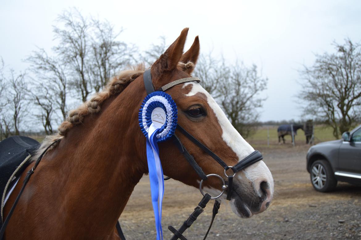 DSP Friis Jesse Bell B-PONY - C-stævne! Lækkkkkker pony....! :-* billede 18