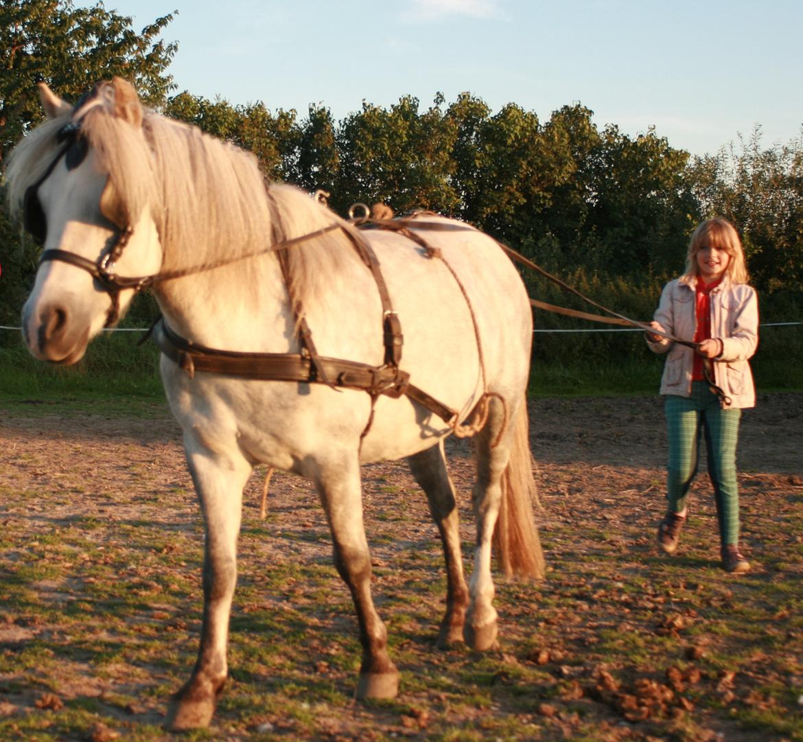 Welsh Mountain (sec A) Cirkus, født 14. juni - Det går fint med tilkørslen billede 7
