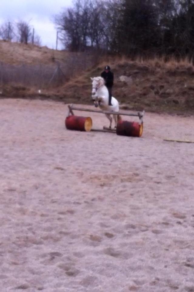 Pinto Marcia<3(Divaen<3) - spriner 90- 1 meter:-*
min prinsesse<3  billede 10