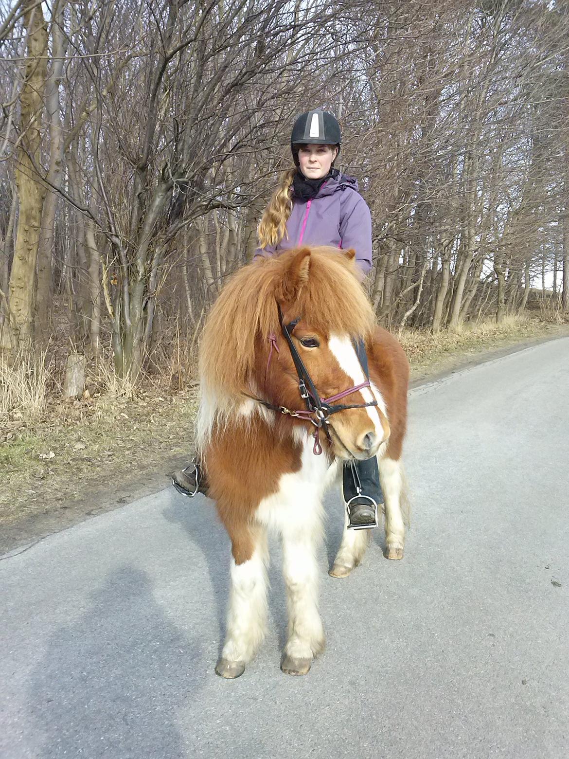 Islænder Depla fra såbyhøj billede 1