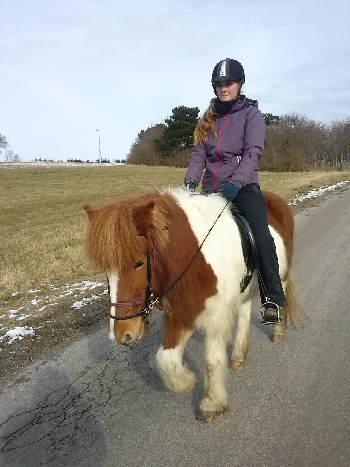 Islænder Depla fra såbyhøj billede 20