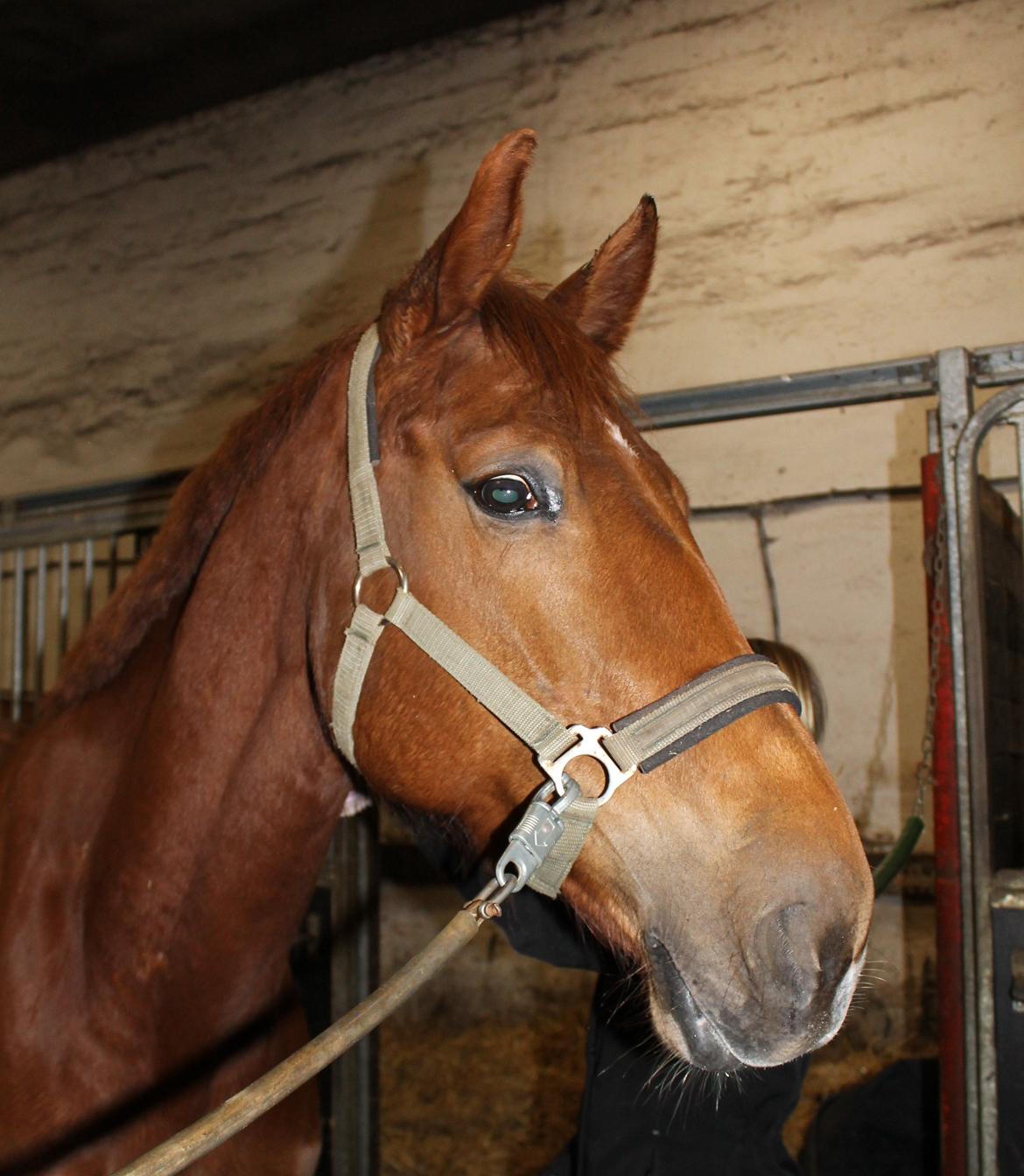 Belgisk varmblod Femke Du Sud (Flicka) *solgt* billede 5