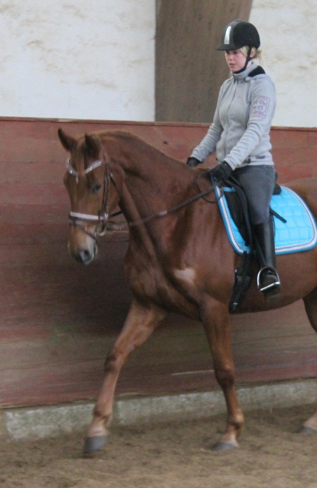 Belgisk varmblod Femke Du Sud (Flicka) *solgt* billede 6