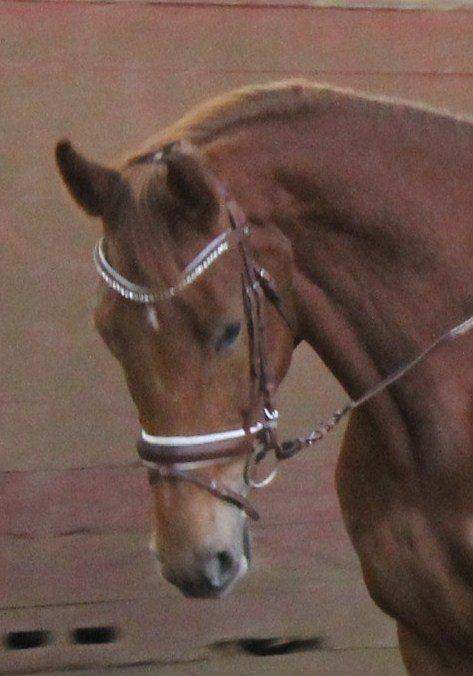 Belgisk varmblod Femke Du Sud (Flicka) *solgt* - Velkommen til.. :) billede 2