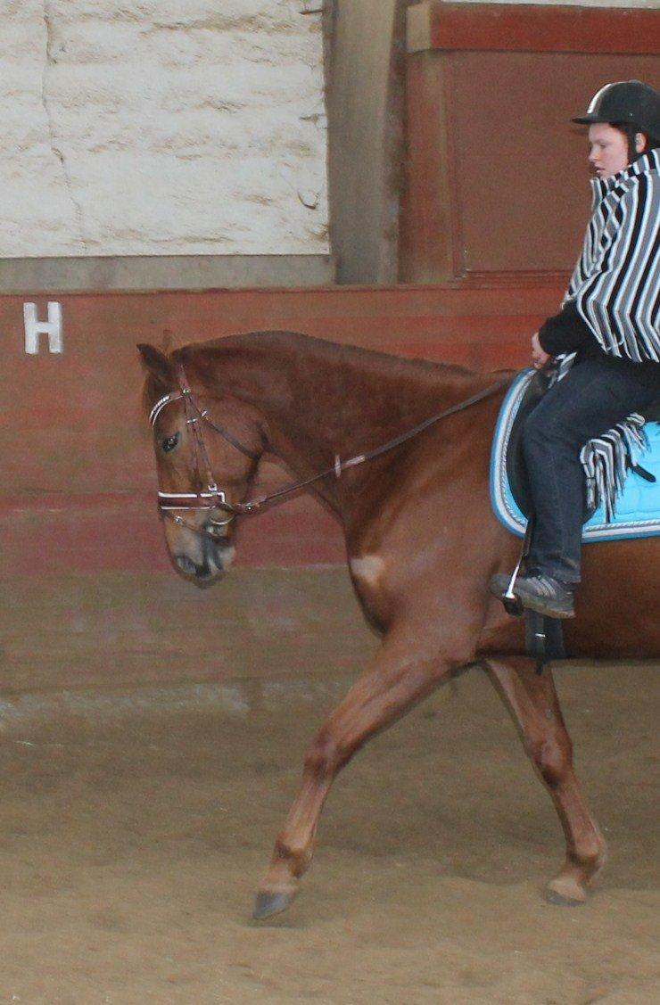 Belgisk varmblod Femke Du Sud (Flicka) *solgt* - Min søster på hesteryg for første gang i flere år.. :D SÅ Fint.. :D billede 14