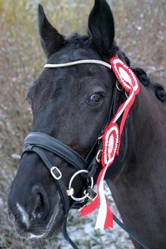 Oldenborg Evita af Hvarre billede 5