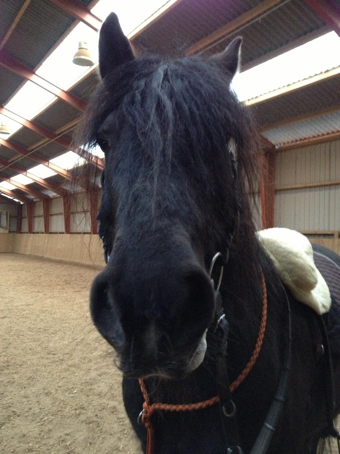 Anden særlig race Pédro billede 11