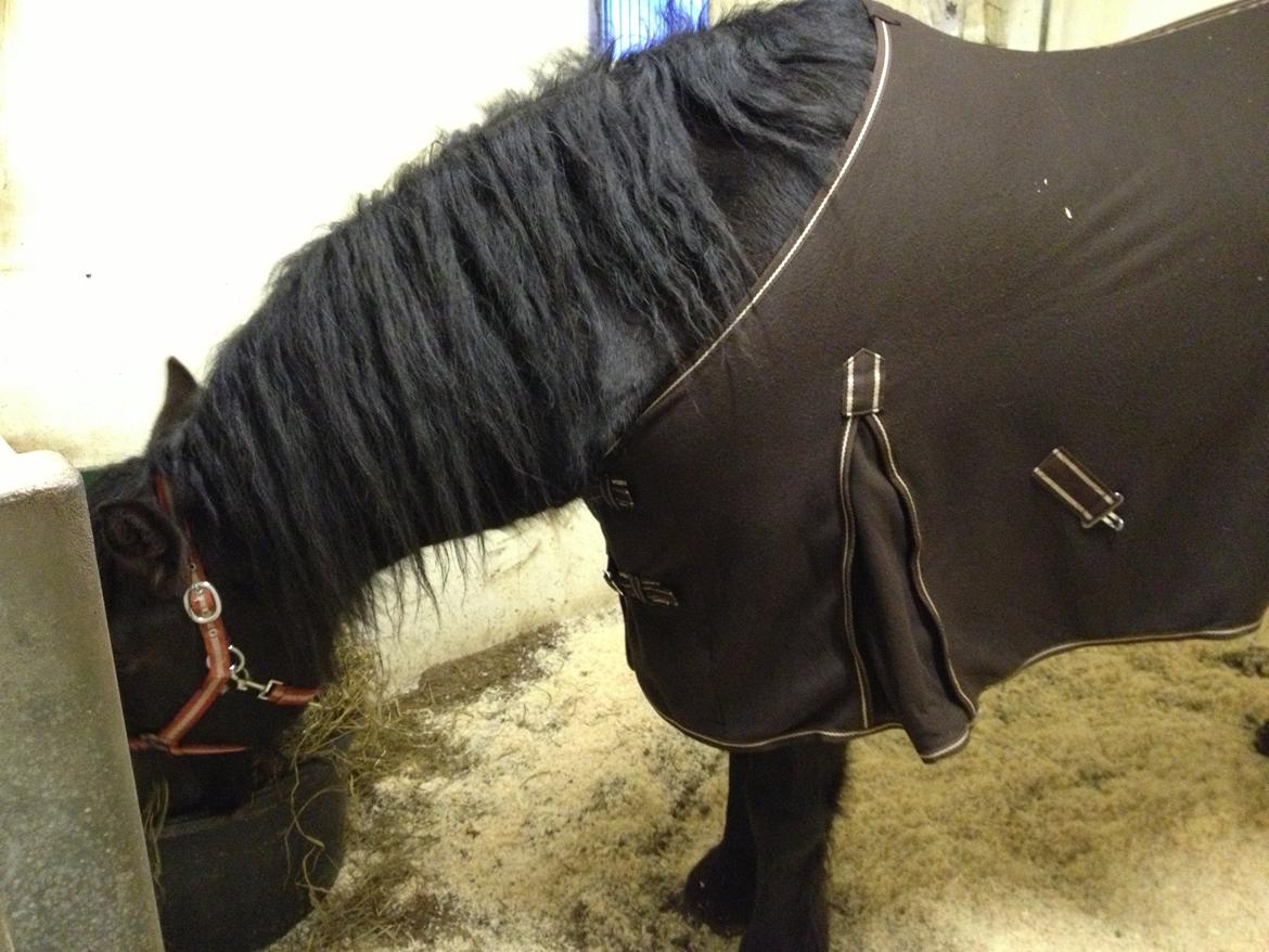 Anden særlig race Pédro billede 3