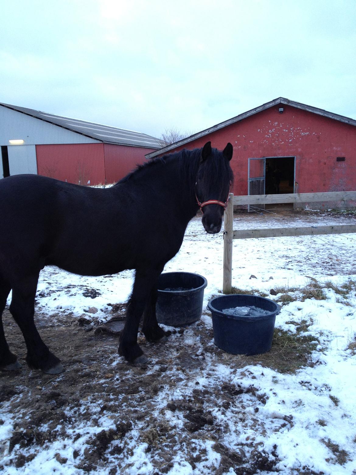 Anden særlig race Pédro billede 13