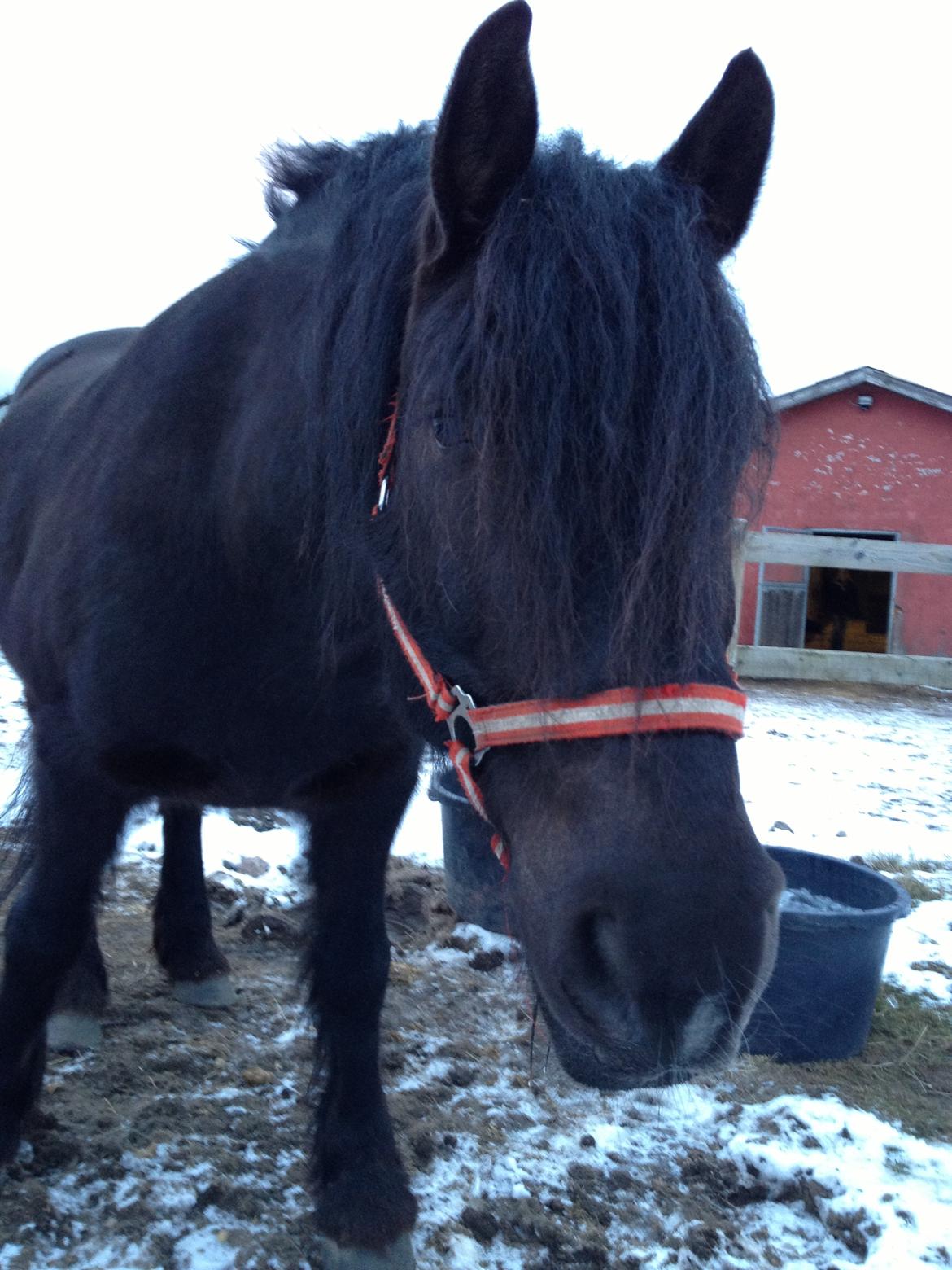 Anden særlig race Pédro billede 16