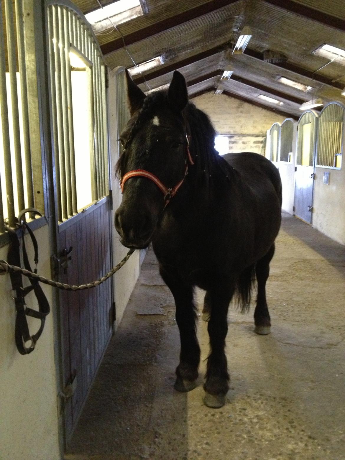 Anden særlig race Pédro billede 14