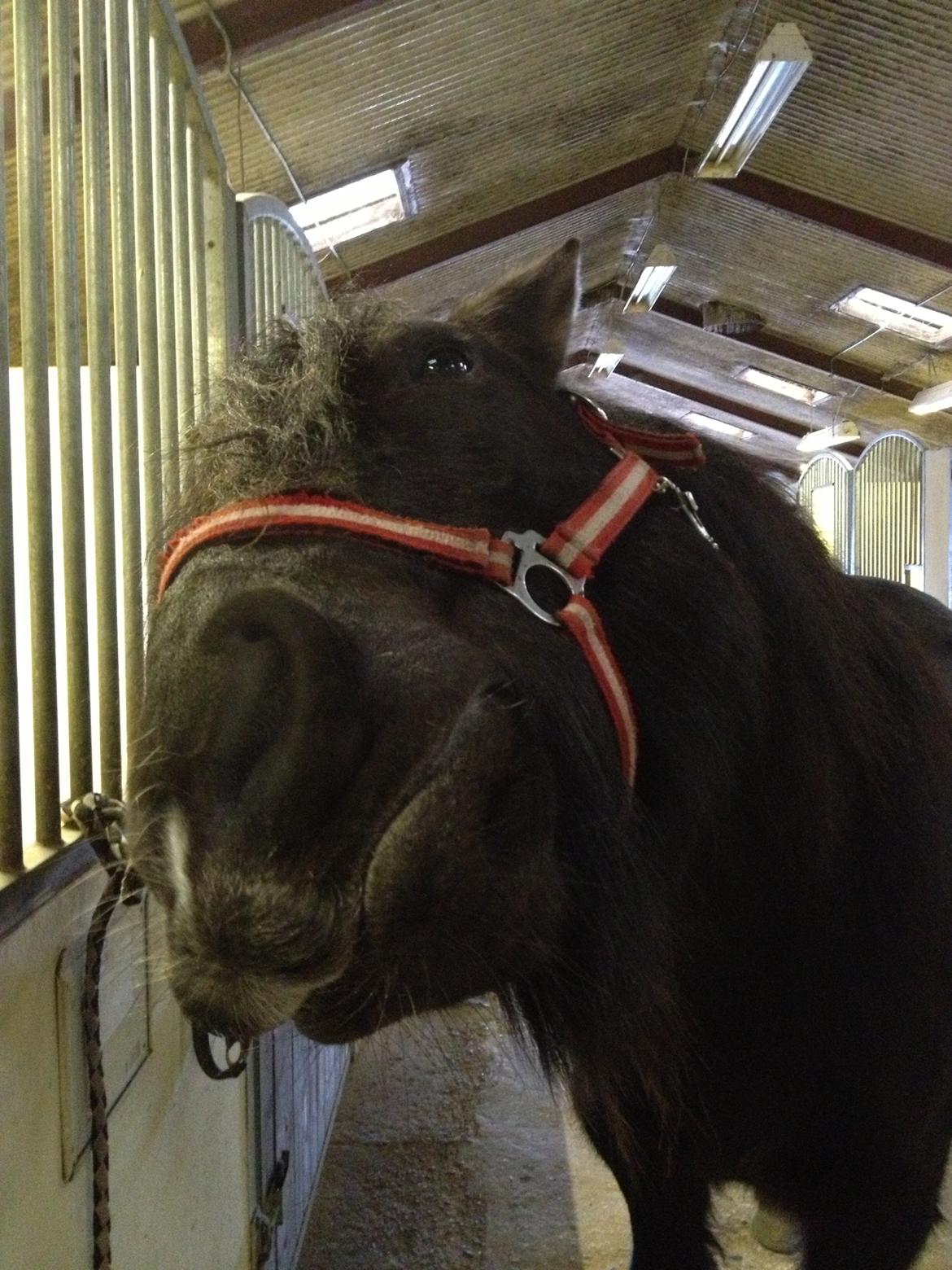 Anden særlig race Pédro billede 7