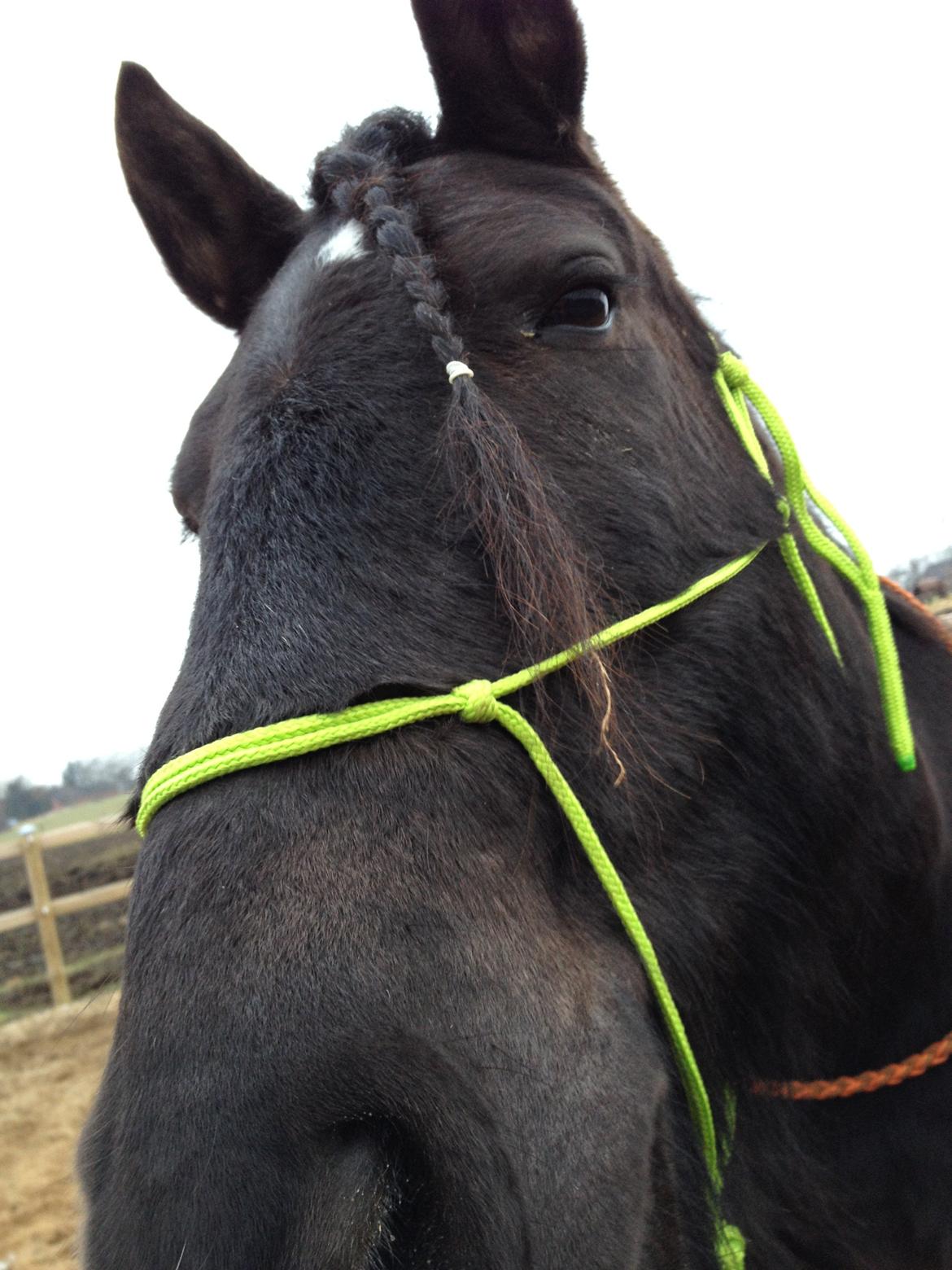 Anden særlig race Pédro billede 1