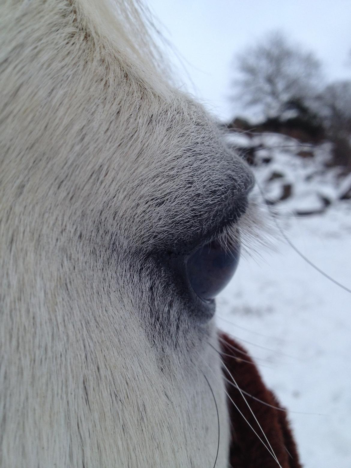 Anden særlig race Rico (nuller) <3 - dejlig ponybas <3<3 billede 3