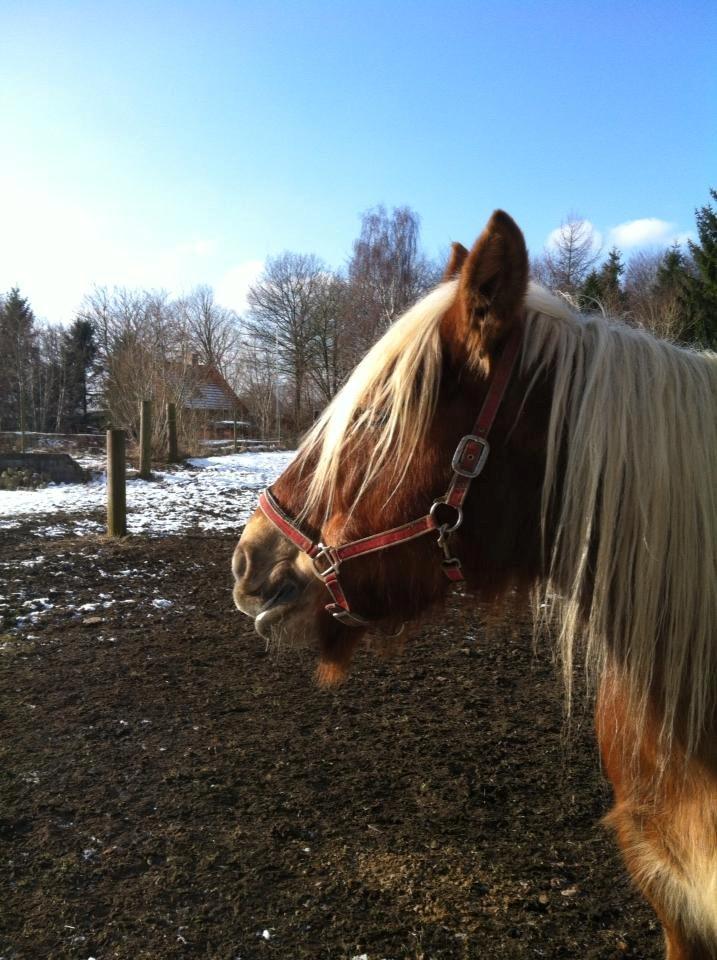 Jyde Hannevangs Molly billede 2