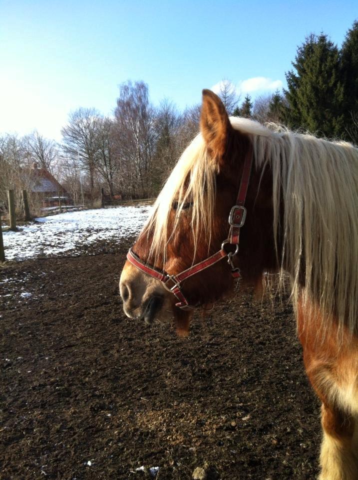 Jyde Hannevangs Molly billede 5