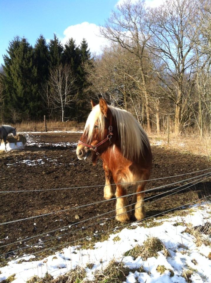 Jyde Hannevangs Molly billede 8