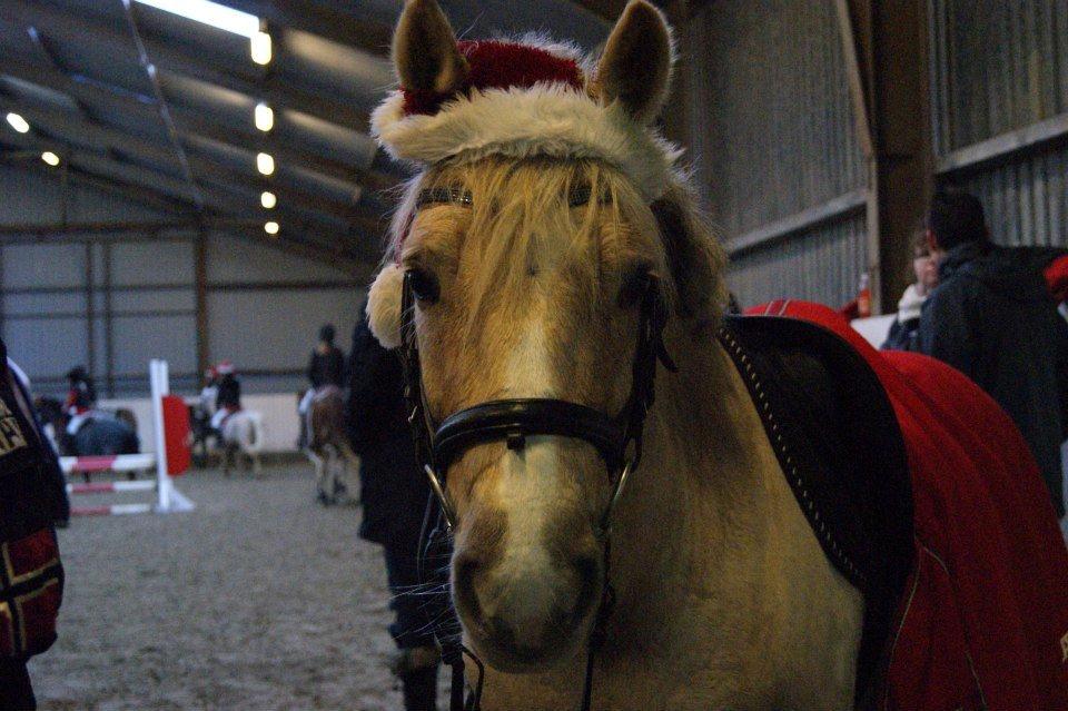 Palomino Mr. Chocoh Hot - Hygge med nissehue til julestævne i Boller rideklub billede 18